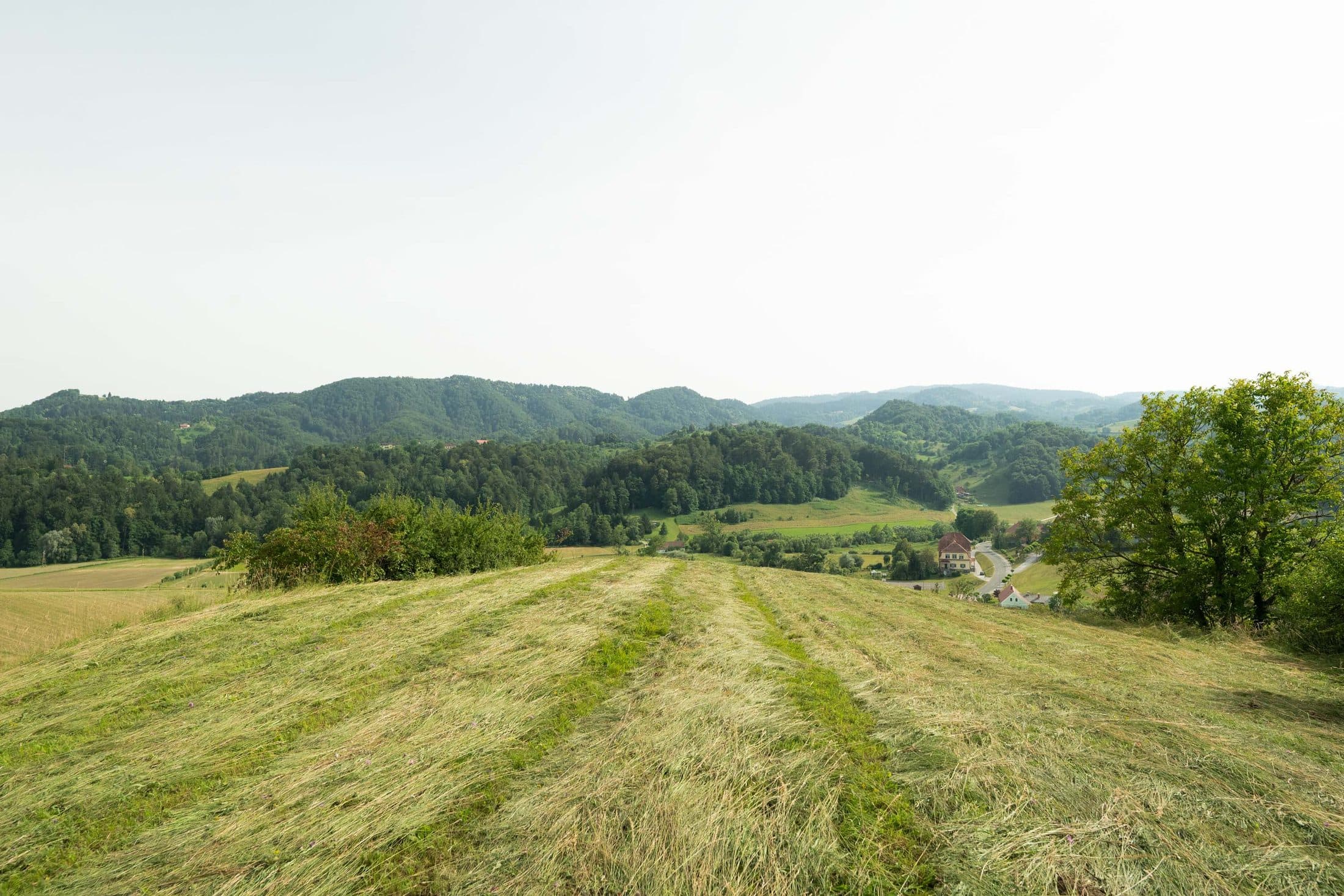Ausblick über die Weinhügel